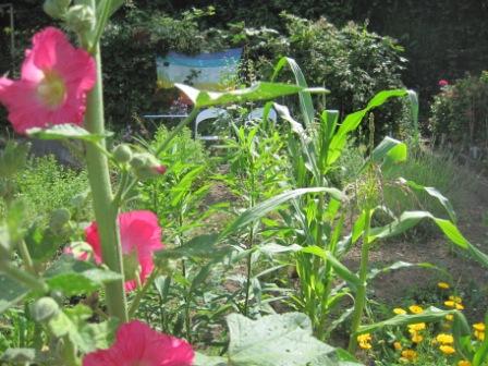 Gemeinschaftsgarten PACE Ber